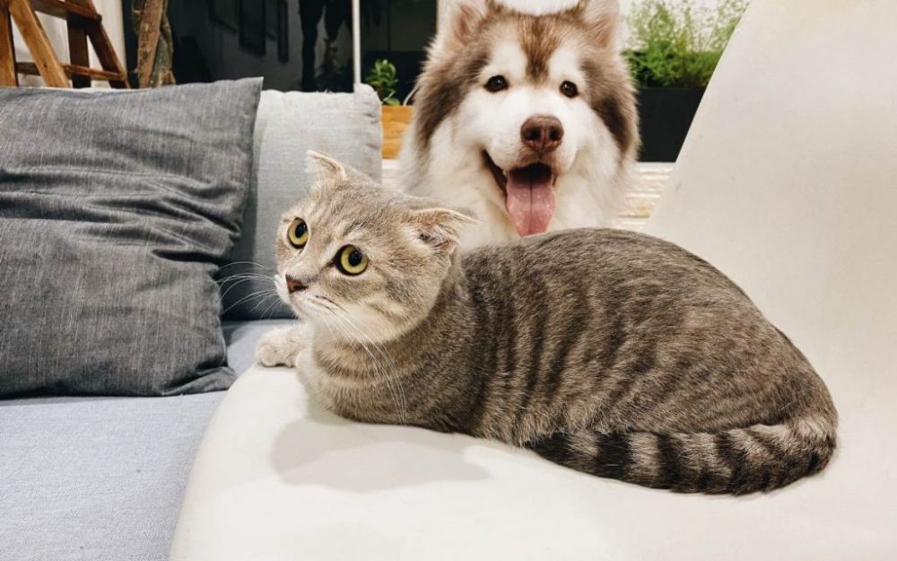 Pet persuasion
