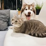 Pet persuasion