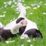6 tips to get your dog ready for summer 6 tips to get your dog ready for summer
