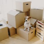 Top tips for moving house with your dog Top tips for moving house with your dog